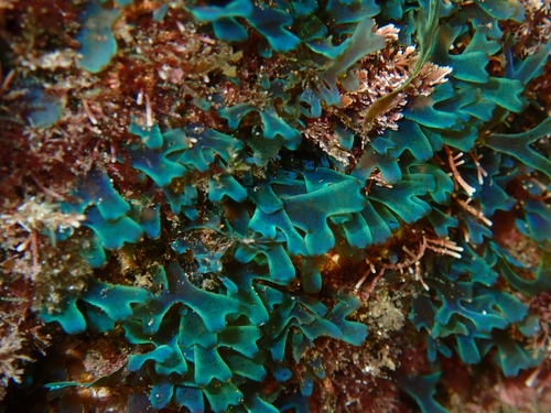 Dictyota friabilis observed 2026-01-25