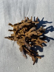 Clathria prolifera