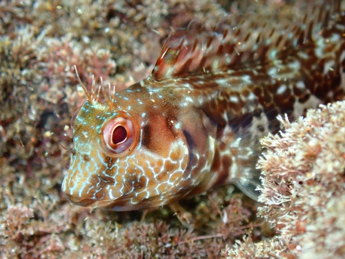 Sal blenny (Parablennius salensis) — Blenniidae — 2