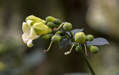 Macrocarpaea pringleana