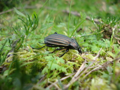 Carabus melancholicus