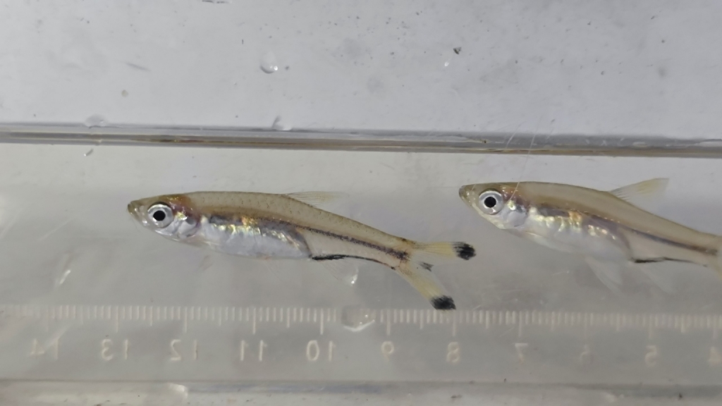 Black scissortail (Rasbora trilineata) — Cyprinidae