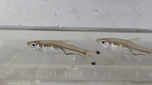 Black scissortail (Rasbora trilineata) — Cyprinidae