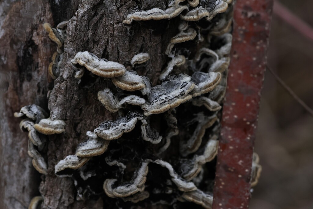 Auricularia mesenterica · January 2026 · photo: © antoine2684 (iNaturalist, CC)
