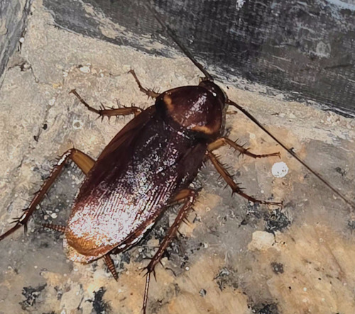 American Cockroach