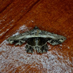 Ophiusini