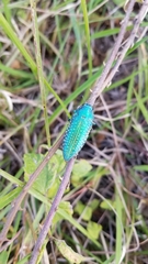Dicercini