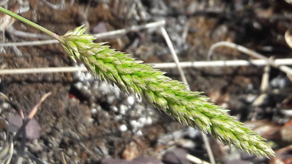 Koeleria crassipes