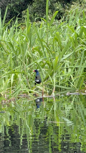 Purple Gallinule