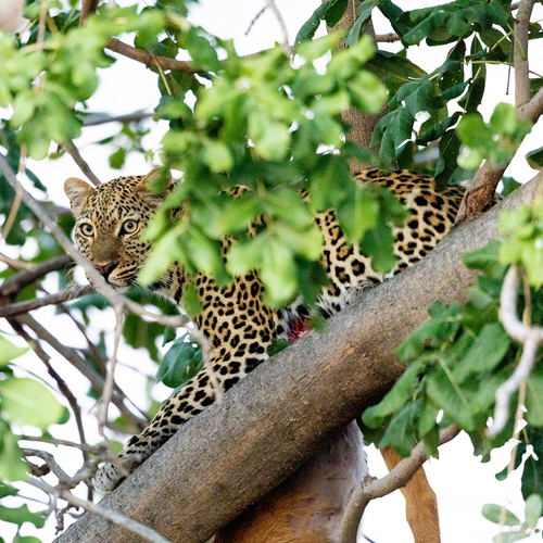 African Leopard