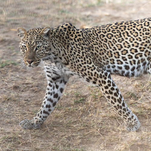 African Leopard