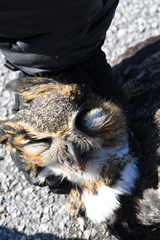 Bubo virginianus