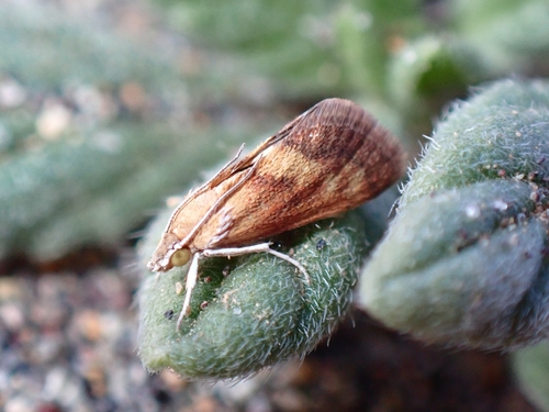 Cataonia erubescens