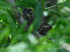 Chondestes grammacus