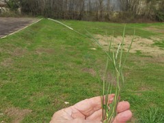 Alopecurus carolinianus