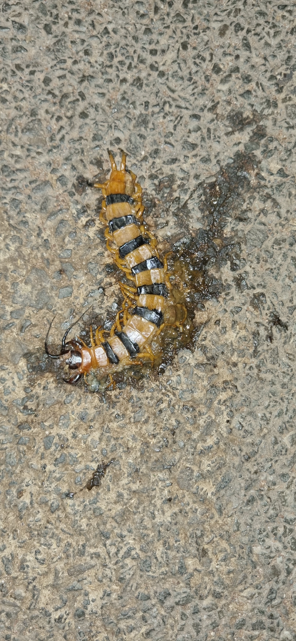 Scolopendra hardwickei Newport, 1844