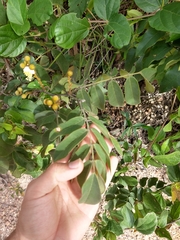 Swartzia macrostachya