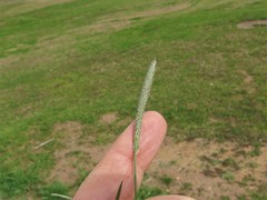 Alopecurus carolinianus