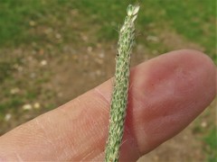 Alopecurus carolinianus