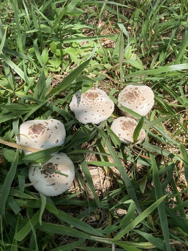 Green-spored Parasol