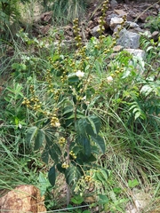 Swartzia macrostachya