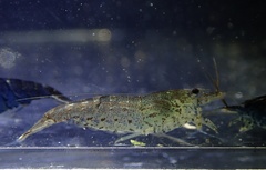 Neocaridina palmata