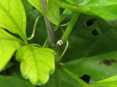 Dilatitibialis mulsanti