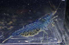 Neocaridina palmata
