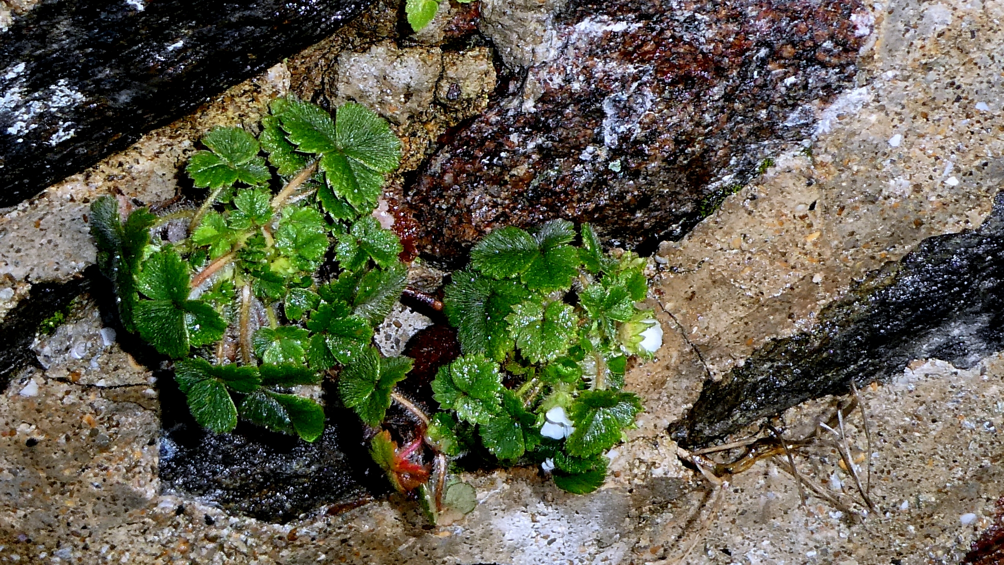 Imagem de Potentilla sterilis