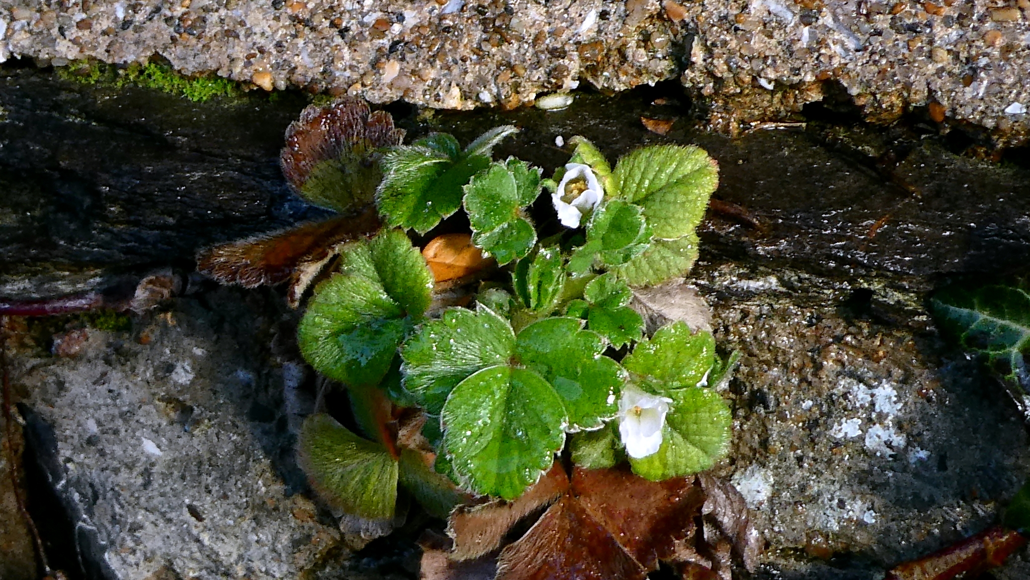 Imagem de Potentilla sterilis
