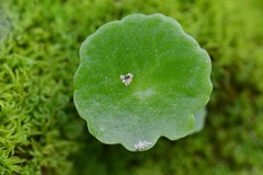 Umbilicus intermedius