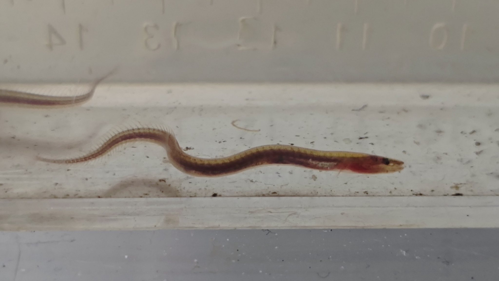 Inle Swamp Eel photo 2