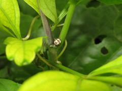 Dilatitibialis mulsanti