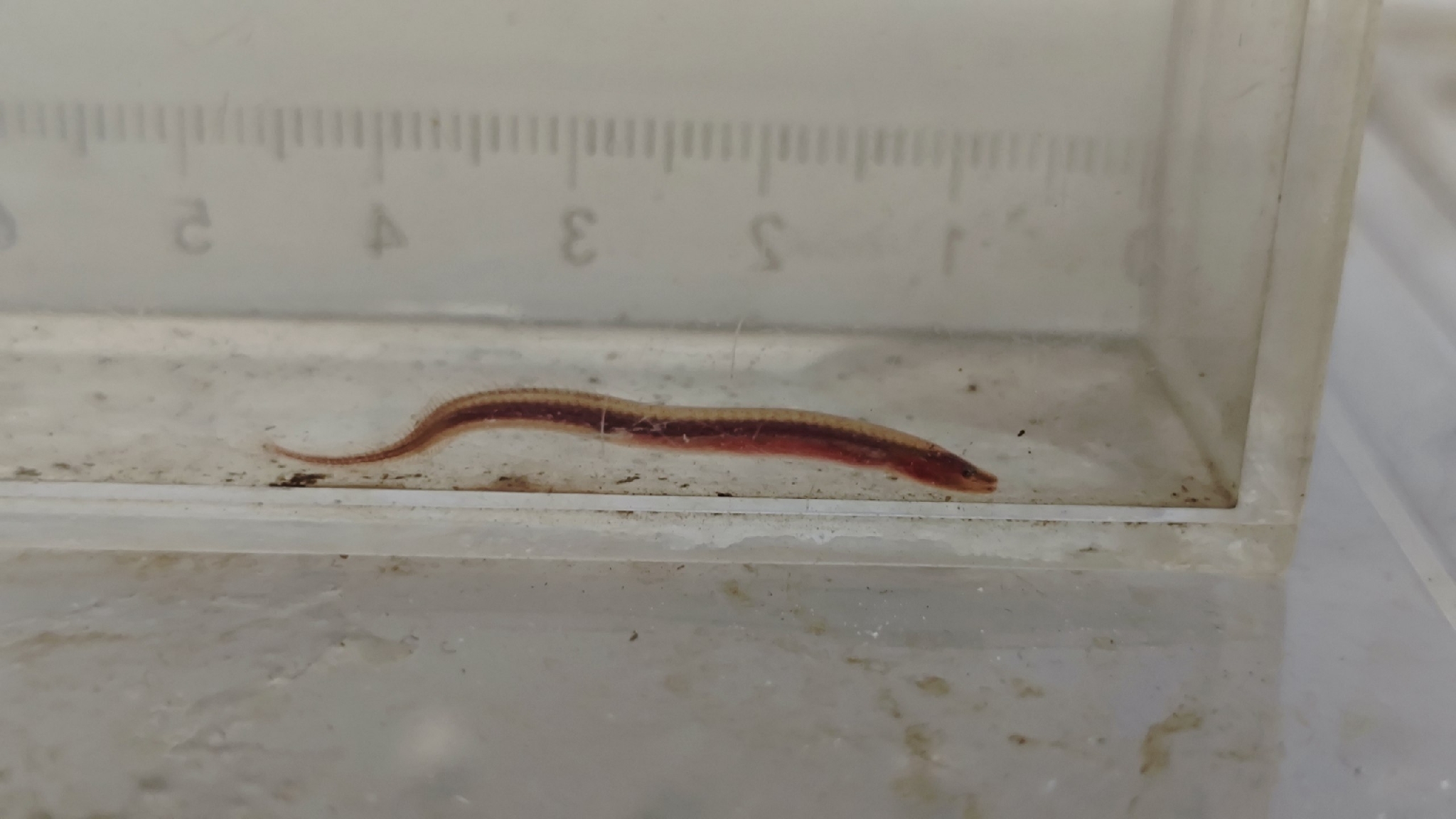 Inle Swamp Eel photo 3
