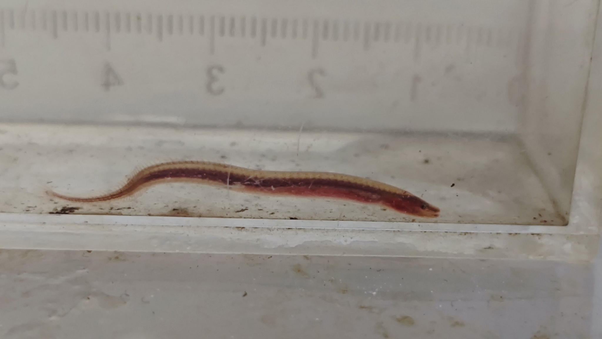 Inle Swamp Eel photo 4