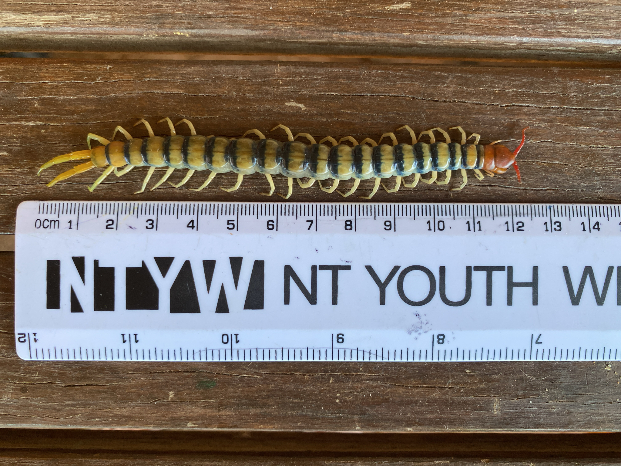 Scolopendra morsitans Linnaeus, 1758