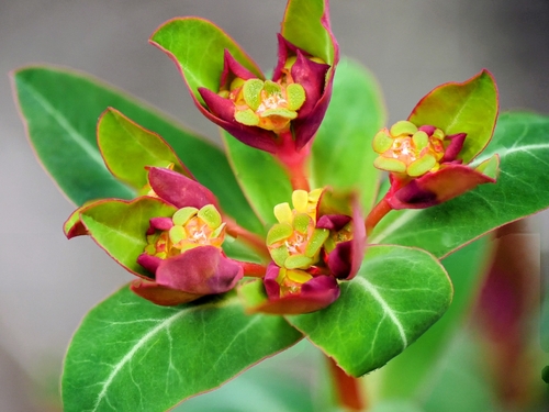 Euphorbia lemesiana