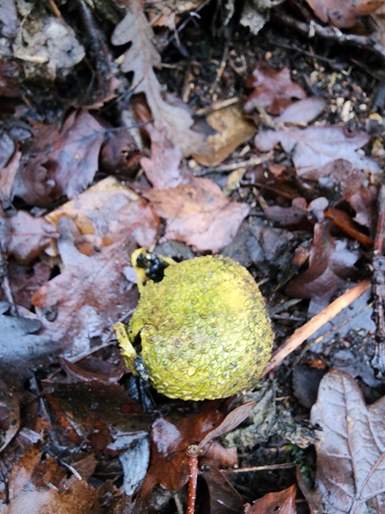 Scleroderma citrinum · January 2026 · photo: © dave_r_clark (iNaturalist, cc-by)