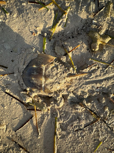 Horseshoe Crab