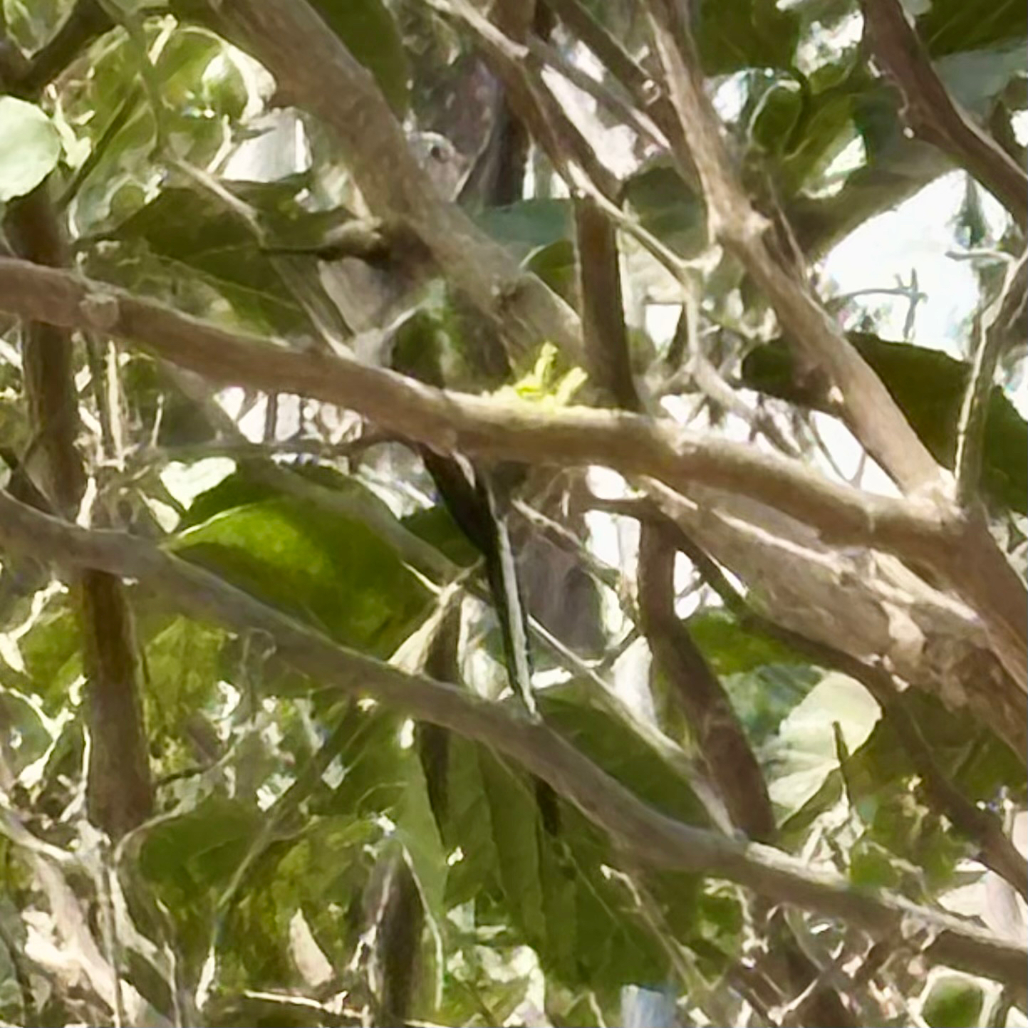 Peruvian Sheartail (Thaumastura cora), photo 2