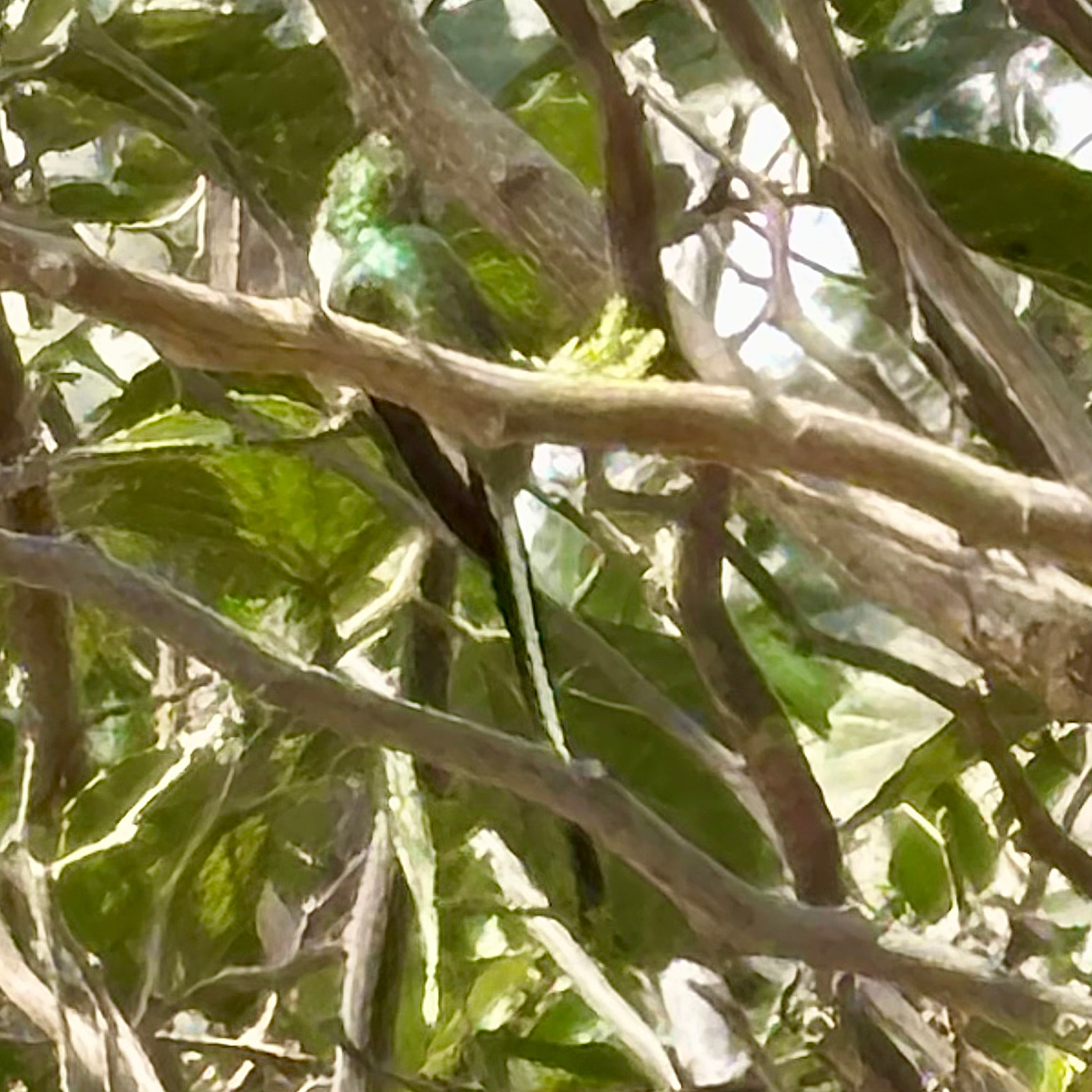 Peruvian Sheartail (Thaumastura cora), photo 3