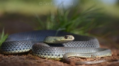 Eastern Montpellier Snake photo 4