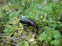 Carabus melancholicus