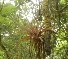 Lemeltonia monadelpha, photograph author not stated, no rights reserved