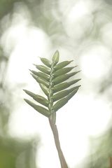 Lemeltonia monadelpha, photograph author not stated, no rights reserved