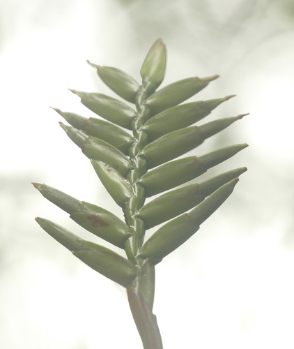 Lemeltonia monadelpha, photograph 5