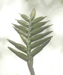 Lemeltonia monadelpha, photograph author not stated, no rights reserved
