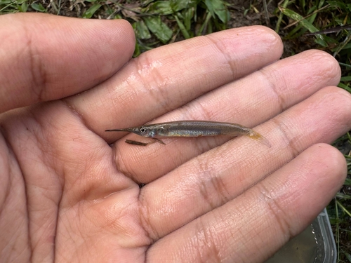 Siamese halfbeak (Dermogenys siamensis) — Zenarchopteridae — 3