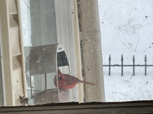 Northern Cardinal