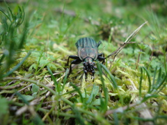 Carabus melancholicus